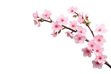 Blooming cherry blossom branch on transparent background