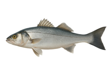 Fresh European seabass (Dicentrarchus labrax) isolated on white, ideal for seafood, fishing, or culinary concepts, transparent, clipping path