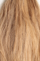 blond hair, long glossy straight hair, macro hair texture,  long dull tangled damaged hair with...