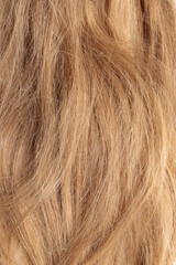 blond hair, long glossy straight hair, macro hair texture,  long dull tangled damaged hair with...