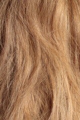 Naklejka premium blond hair, long glossy straight hair, macro hair texture, long dull tangled damaged hair with split ends