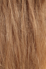 blond hair, long glossy straight hair, macro hair texture,  long dull tangled damaged hair with...