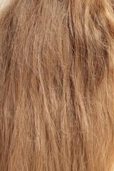 blond hair, long glossy straight hair, macro hair texture,  long dull tangled damaged hair with split ends