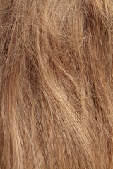 blond hair, long glossy straight hair, macro hair texture,  long dull tangled damaged hair with...