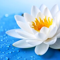 Close-up of a white lotus flower on water