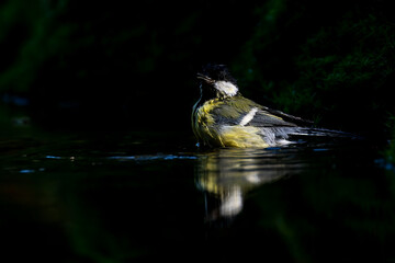 Great Tit (Parus major) bathing in shallow water, with dark background, The Netherlands.
