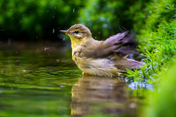 Willow Warbler (Phylloscopus trochilus) bathing, The Netherlands
