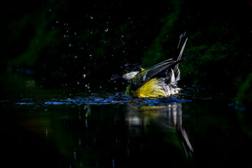 Great Tit (Parus major) bathing in shallow water, with dark background, The Netherlands.