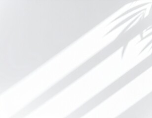 Obraz premium Sunlight and Plant Shadows on Minimal White Wall