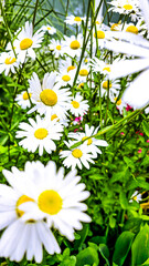 Field of blooming daisies with lush green grass, summer floral background