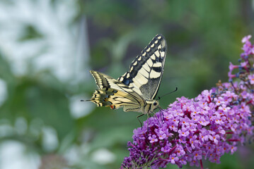 Old World Swallowtail or common yellow swallowtail (Papilio machaon) sitting on summer lilac in Zurich, Switzerland