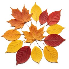 Fototapeta premium Isolated Autumn Leaves Collection