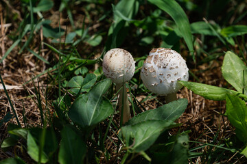 オオシロカラカサタケ02