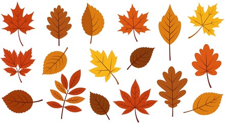 Fototapeta premium A collection of various autumn leaves in different shapes and colors on a white background design element