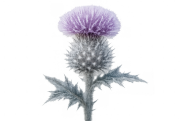 Close-up of a purple thistle flower with spiky leaves, isolated on a transparent background, showcasing its vibrant color and intricate details