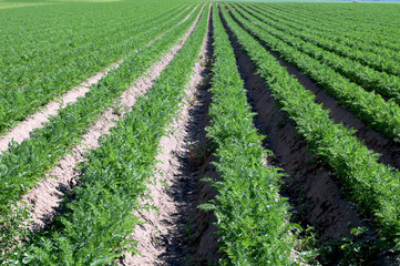Fresh carrots growing in garden soil
