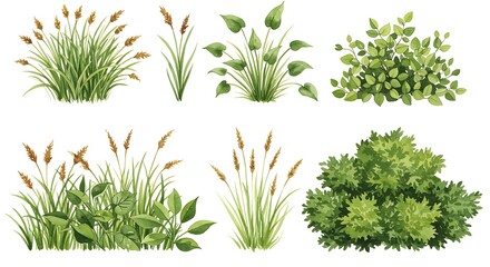 Watercolor illustration of various types of grass and bushes on a white background art style
