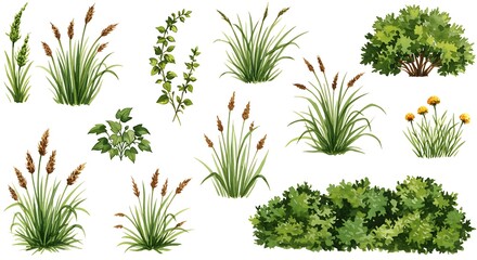 Watercolor illustration of various types of grass bushes and plants on a white background art