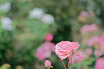 Close-up of blooming pink roses in garden with bokeh effect