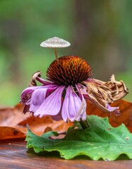 Close-up of a wilting flower with a mushroom