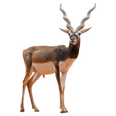 deer isolated on white background. Antelope isolated on white background
