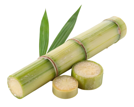 Fresh green sugarcane stalks and leaves for sweet natural organic food and juice ingredient use