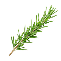 Fototapeta premium Fresh rosemary sprig, needle leaves, white isolation