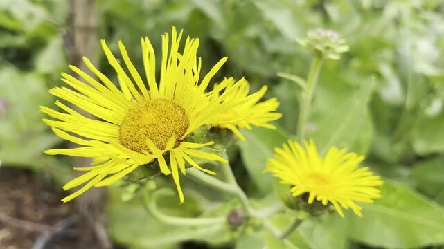 Inula Helenium
