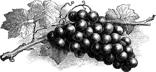 Fototapeta premium Vintage engraving of grapes with leaves for packaging design or label