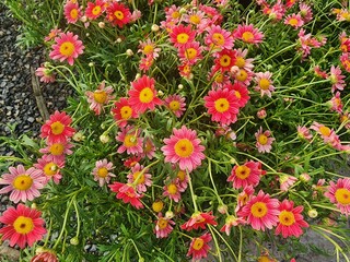 Fototapeta premium Erigeron karvinskianus is a vine that grows in small, round clusters and is grown as a ground cover. It comes in many colors and varieties.
