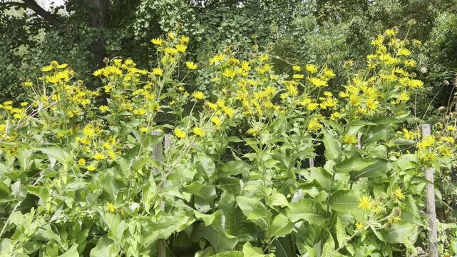Inula Helenium