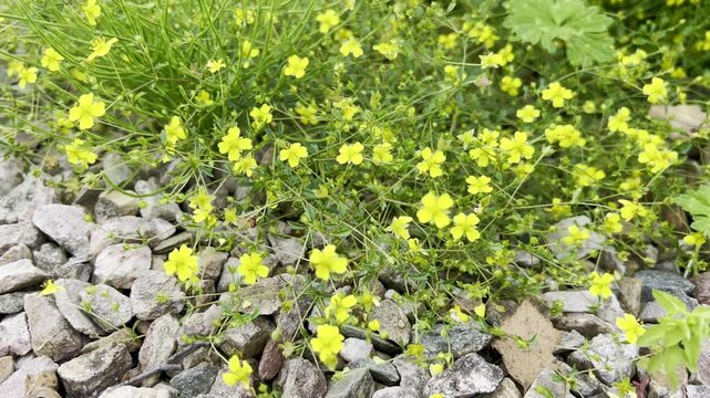Bloodroot, Potentilla erecta