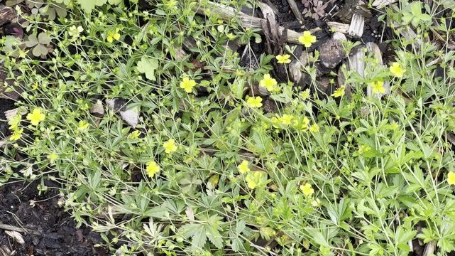 Bloodroot, Potentilla erecta