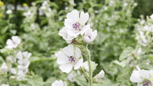 Marshmallow, Althaea officinalis