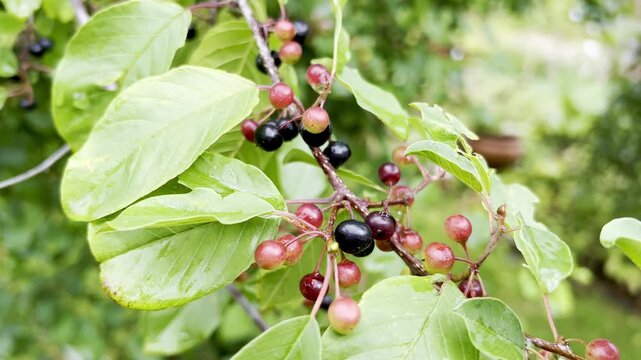 Buckthorn, Rhamnus frangula
