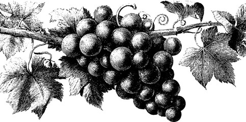 Fototapeta premium Vintage engraved grapevine with curling tendrils illustration for retro design