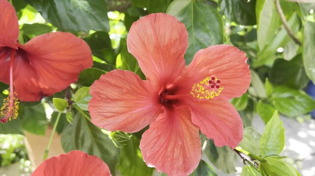 Rose of Sharon