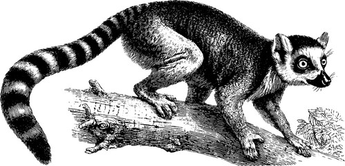 Obraz premium Vintage engraved illustration of lemur with striped tail on tree branch