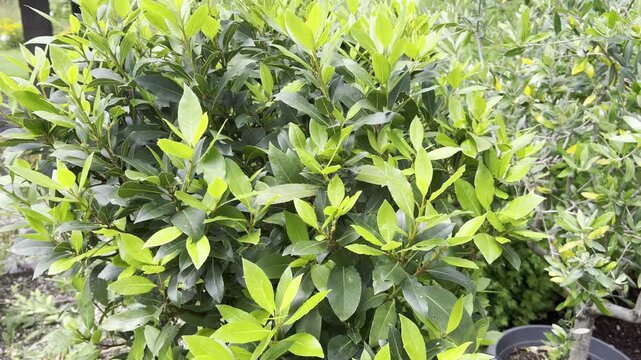 Laurel, , Laurus nobilis