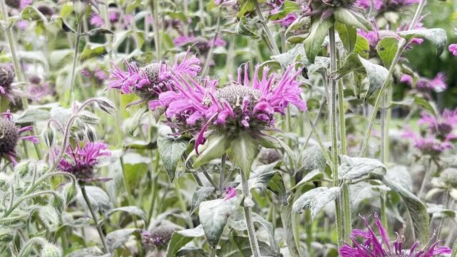 Indian nettle, monarda, didyma