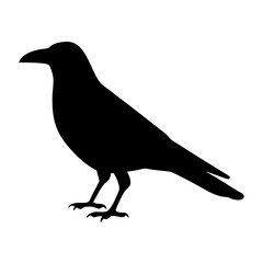 Fototapeta premium Silhouette of a Crow Standing on the Ground in Sharp Contrast