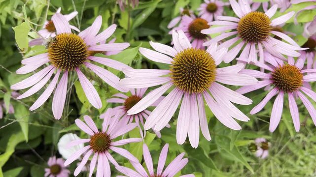 Red coneflower, Echinacea purpurea