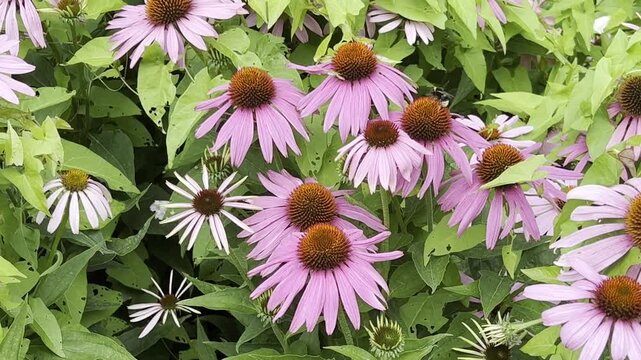 Red coneflower, Echinacea purpurea