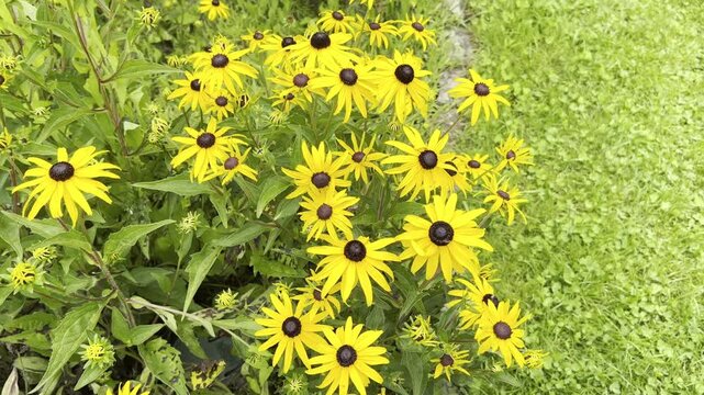 Coneflower, Rudbeckia, hirta