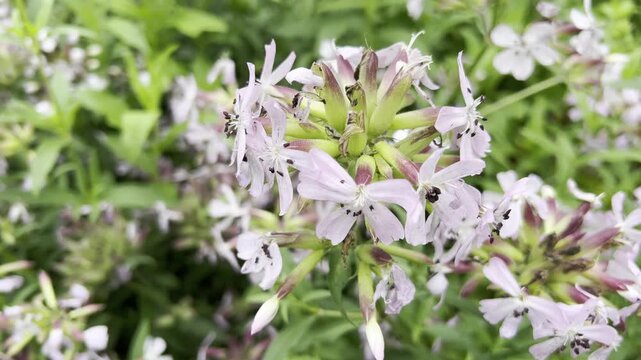 Soapwort, Saponaria, caespitosa