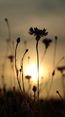 Botanical Close-ups of Nature