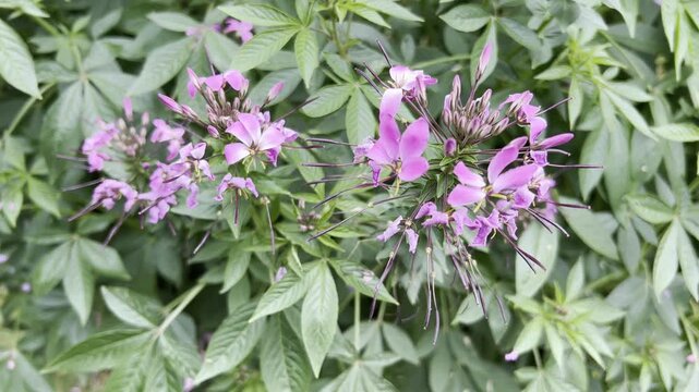 Spider flower, Cleome serrulata