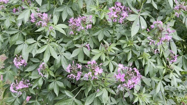 Spider flower, Cleome serrulata