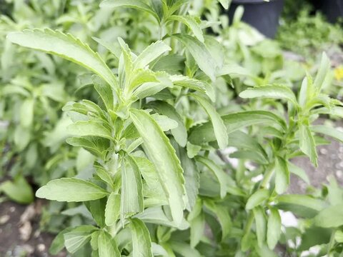 Stevia, rebaudiana,