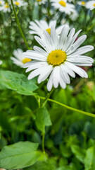 A close-up of a daisy with white petals and a yellow center against a background of green grass. Drops of water are visible on the petals